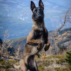 Meet your Posher, Joseph